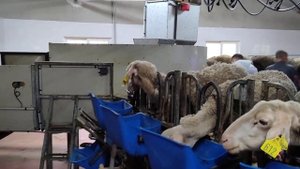 Доене на овце от породата Лакон за мляко в доилна зала - тип Карусел