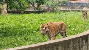 Biggest Tiger in Captivity | Tiger at zoo