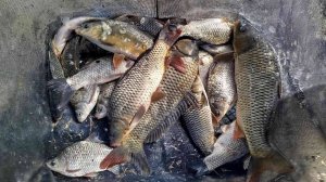 ДГК - на дальних берегах