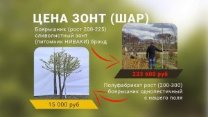 Боярышник  однопестичный и боярышник колючий обыкновенный распродажа 2024