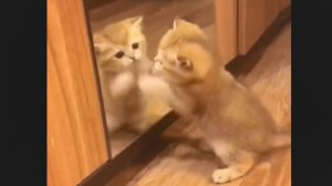 Милые котята и котики, 2. И кто я тут у нас?