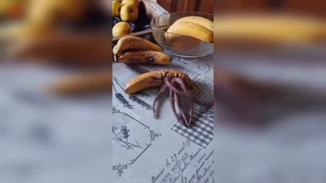 Эти Жуткие Видео Не Поддаются Объяснениям...