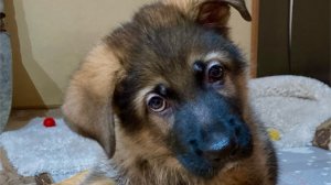 Продаётся щенок немецкой овчарки.
Часть-2