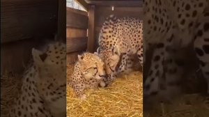 🐆 Азиатский гепард