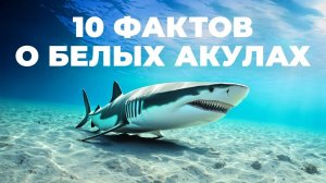 8 фактов и 2 заблуждения о белых акулах