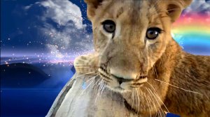 Видео памяти львички Асады.