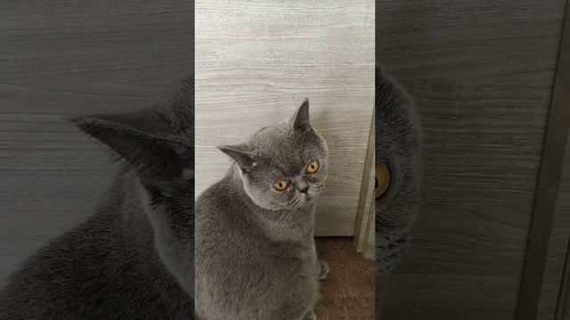 котик 🐱 Честер просит открыть дверь 18.02.23г смотреть онлайн