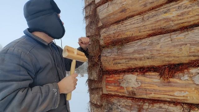 Конопатка сруба мхом