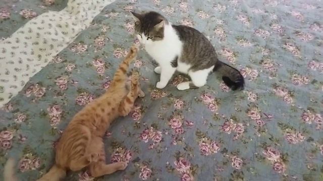 Кот играет с кошкой