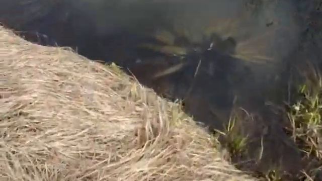 Чёрная икра _ 29.04.2017 (Междуреченск) смотреть онлайн