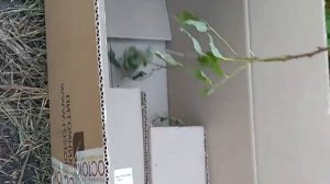 Рекомендую! Саженцы из питомника Росток Челябинск. Моя распаковка. Приятно удивили!