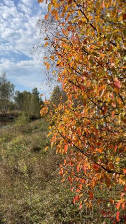 Прогулка-медитация в осенний лес