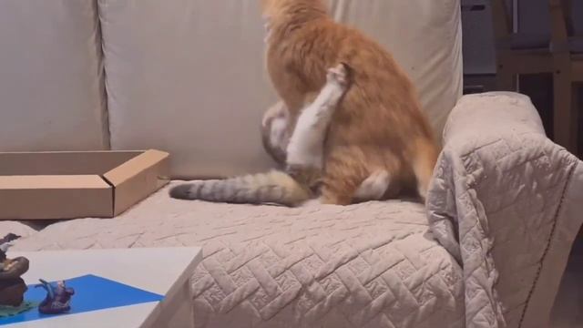 Коты затеяли драку
