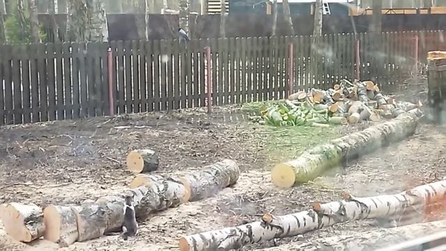 Кот охотится на ворону