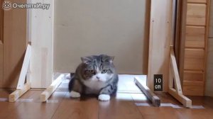 В какую щель пролезет кот