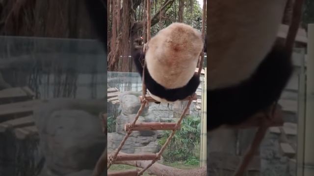 Смешные животные