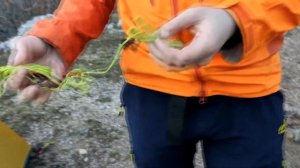 Двухместная палатка blackdeer, 1.5 кг | Первое впечатление