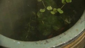 Жена самурая
Хельга Эн - Кенти