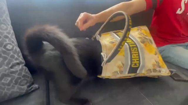 Ревизор кот по кличке Салем проверяет сумку на наличие вкусняшек 😸 смотреть онлайн