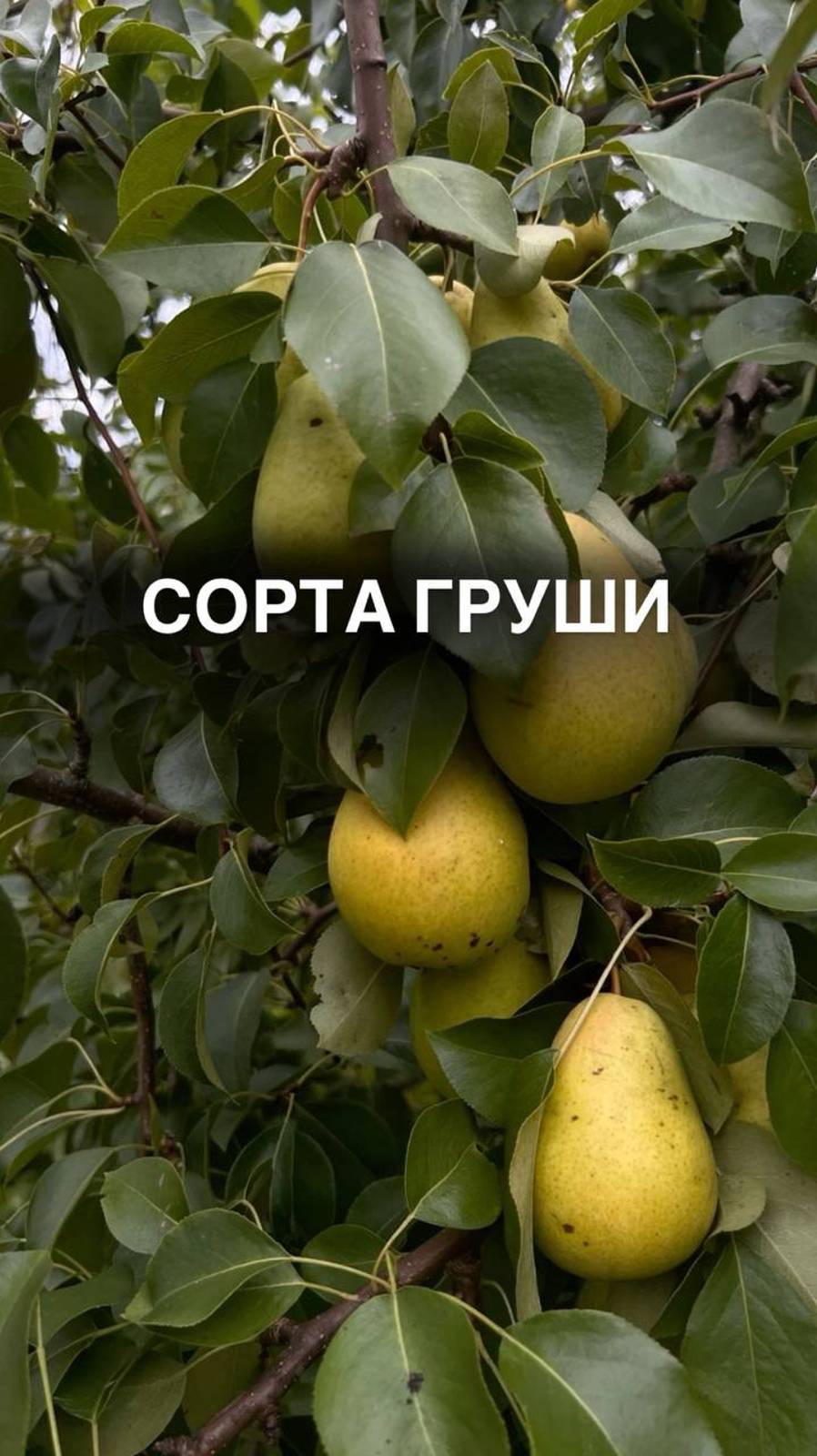 Сорта груши #дача #дачастайл #дачадача #любимаядача #дача🏡 #любимыйсад #дачники #дачник
#груша
