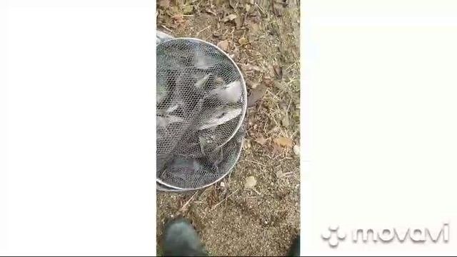 сазан.