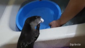 Выдра!!! И снова игры в воде...