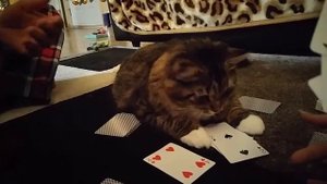Сибирский кот играет в карты) Картежник Уссури