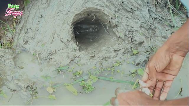 Bird Trap easy by hook with fish bait смотреть онлайн