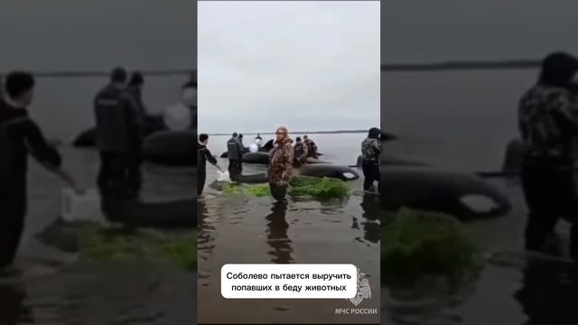 Косатки на Камчатке сели на мель