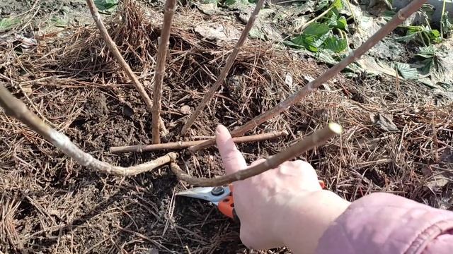 Весенняя обрезка молодых кустиков метельчатых гортензий