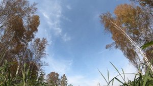 вездеход "Зверь"