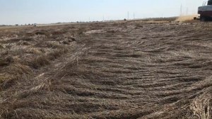 Уборка пшеницы после дождей при внесении органоудобрения