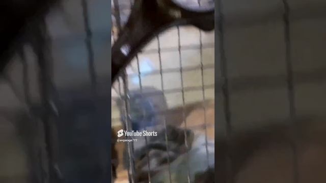 Как быстро и качественно помыть двигатель. смотреть онлайн