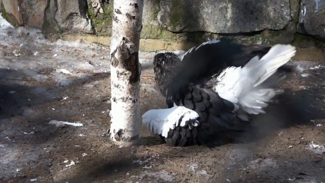 Белоплечий орлан впервые принимает ванну после долгой зимы. смотреть онлайн