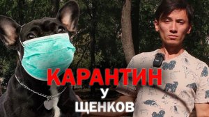Щенок в изоляции! Руководство по карантину для новых хозяев!