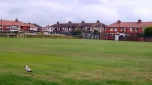 Обучение в Англии. Обзор британской школы