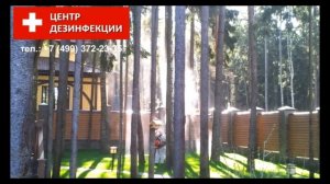 Центр дезинфекции. Как проводится обработка от короеда