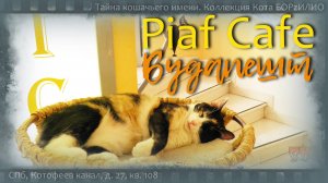 Cat-cafe в Будапеште