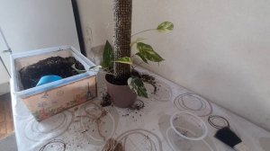 Делаю опору для эпипремнума. Новинки: сансевиерия и алоказия