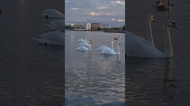 В Севастополь прилетели лебеди.