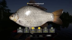 🐟Трофейный Сер Карась 2,4 кг, 3 дня охоты, Русская Рыбалка 4, Russian Fishing 4