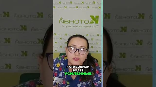 Симптомы диабета у домашних животных |что делать?