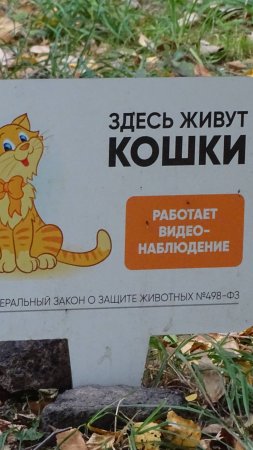 Здесь живут и играют кошки