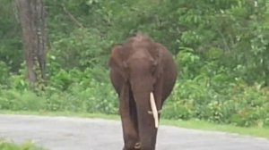 Met him at same spot after 10 years|Solitary Elephant  - Nagarhole| Elephant| Kabini|