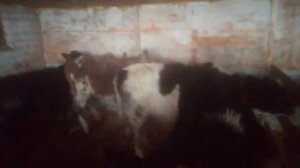 Выпустил лимузиночек в загон.