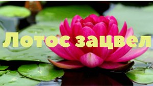 Лотос зацвел