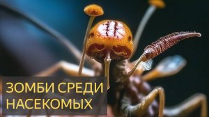 Ужас в миниатюре: Мир зомби-насекомых.