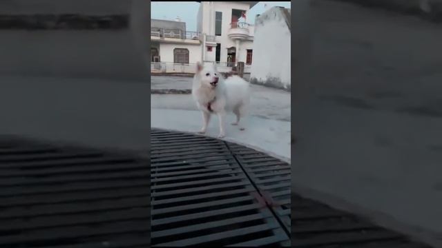 in Loving Memories of Max ❤️ смотреть онлайн