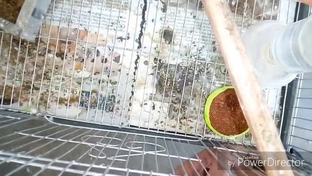 budgerigar bird breeding , বাজরিগার পাখির ব্রিডিং করার নিয়ম смотреть онлайн