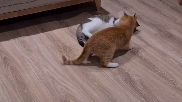 Бой котов